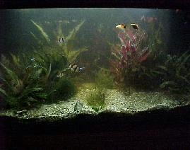 Fish Tank.jpg